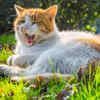 Cat Meowing Loudly While Resting in Sunlit Grass