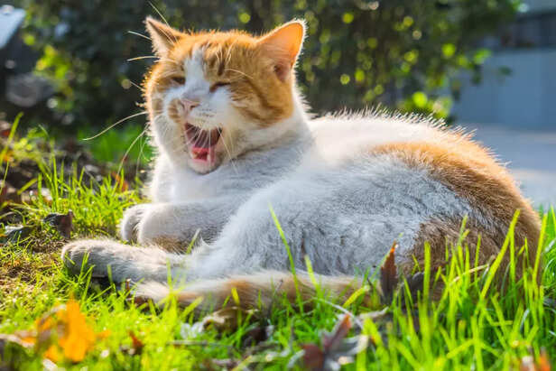 Cat Meowing Loudly While Resting in Sunlit Grass
