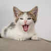 Adorable Kitten Meowing Loudly While Resting Indoors
