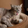 Gray Cat Meowing With a Baby-Like Cry Sound