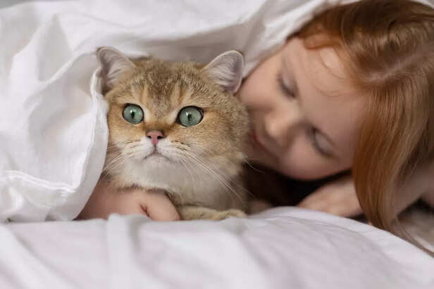 Cute Cat Cuddling With Child Under Blanket
