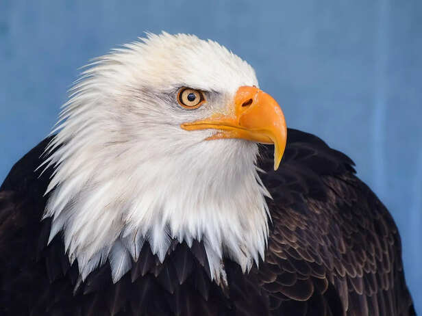 Bald eagle