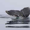 Humpback whale's tail