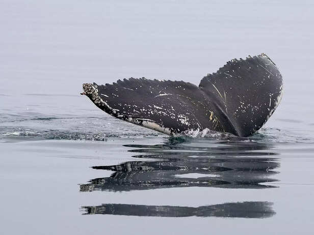 Humpback whale's tail