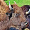 Bison