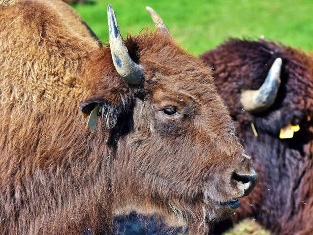 Bison
