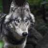 Gray wolf