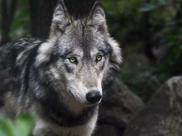 Gray wolf
