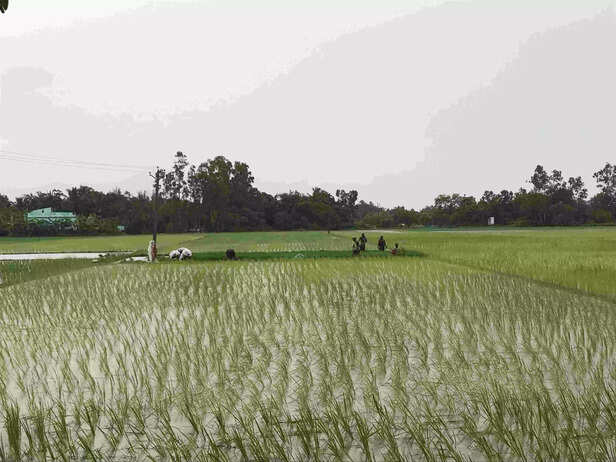 341070-nidhi2-scaled