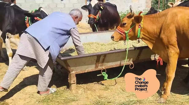 368071-cows-changemaker