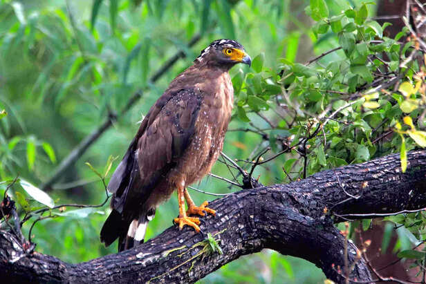 358473-crested-serpent-eagle-photo-by-amod-gawarikar-scaled-1