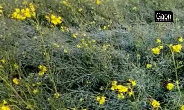 363081-untitled-design-43