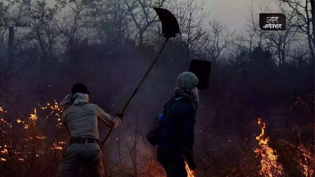 359015-forest-fire-reason-climate-change-heat-wave-precautions-wild-animal-experts-gaon-cafe-3