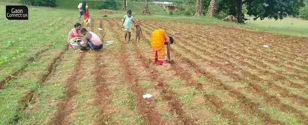 358734-4-ginger-farmers-busy-in-their-work-at-patangi