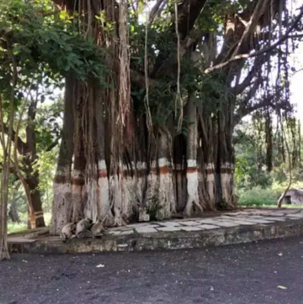 362728-banyan-tree