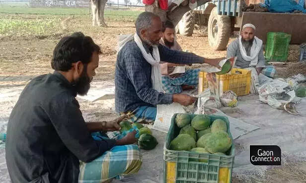 362966-papaya-damage