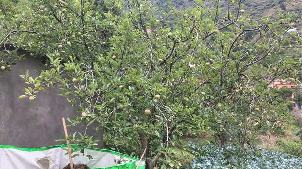 360904-badgaon-apple