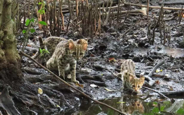 360027-5-fishing-cats