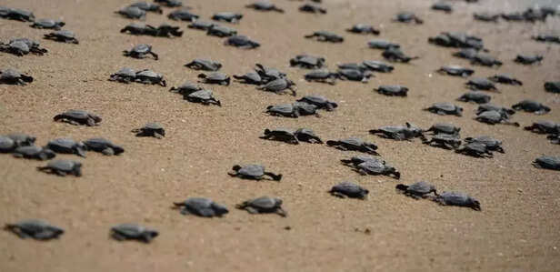 359506-5-baby-turtles-racing-towards-the-sea