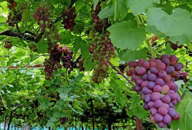 361343-grapes-harvest-in-kashmir-7