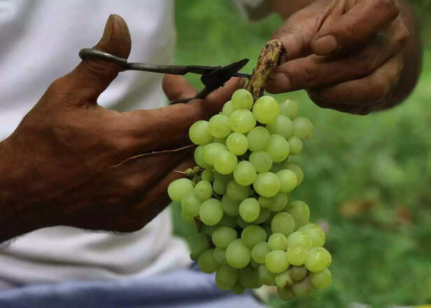361344-grapes-harvest-in-kashmir-3-scaled-1