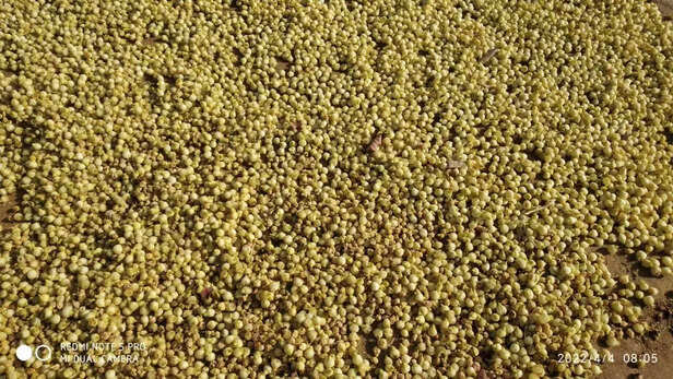 358820-whatsapp-image-2022-04-05-at-83044-am-1