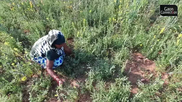 358238-farmers-village