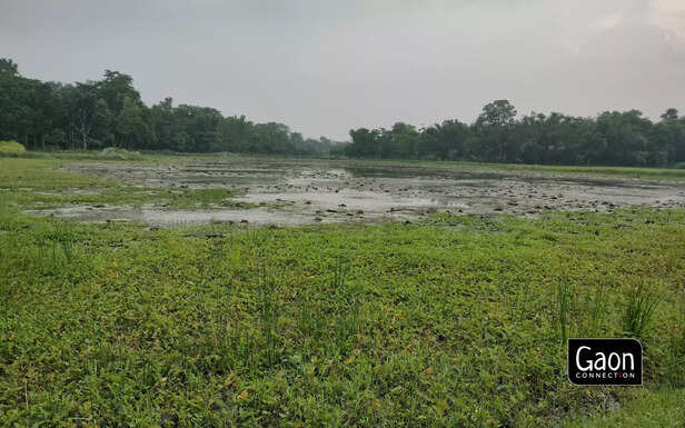 362289-makhana-5-scaled-1