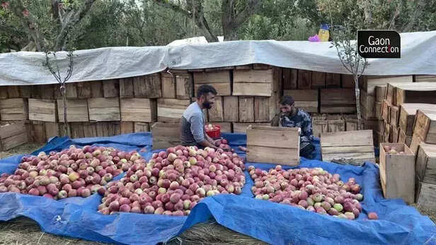 361945-apples-kashmir-farmers