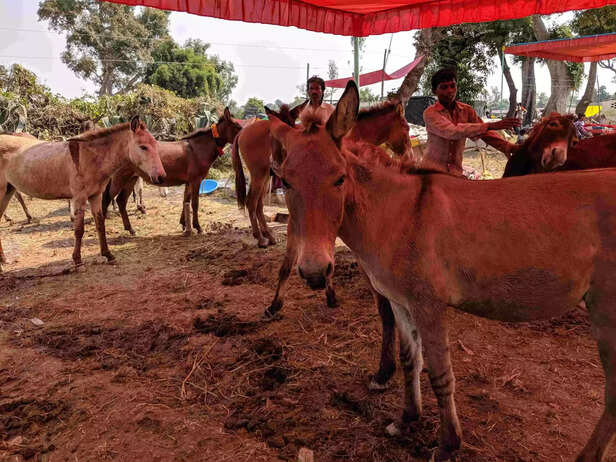 341388-341298-mvimg20191011130255-scaled-1