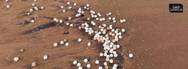359553-1-exposed-turtle-eggs-at-rushikulyabeach