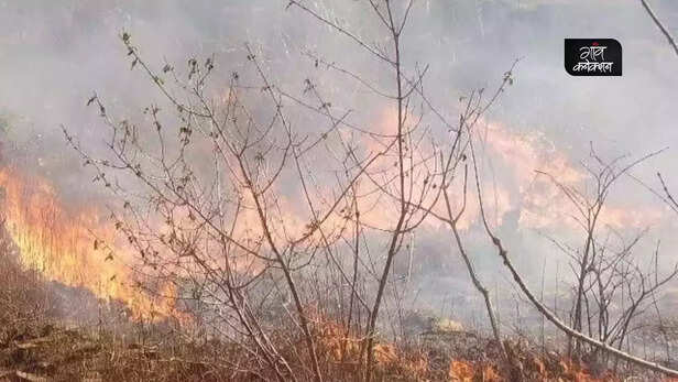 359016-forest-fire-reason-climate-change-heat-wave-precautions-wild-animal-experts-gaon-cafe-2