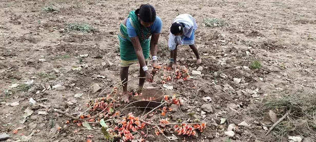 358373-352164-holi-festival-chhattisgarh-gaon-connection-4