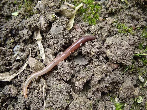 369456-earthworm