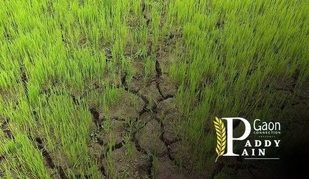 361006-bangladesh-rice-production