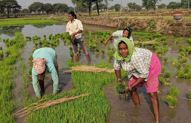 369745-351798-women-farmer-gaon-connection-9-scaled-1
