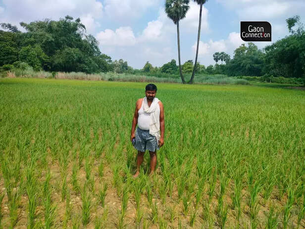 366822-bihar-farmers-paddy