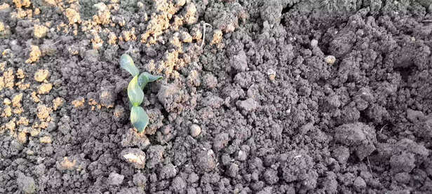 358448-358413-melon-cultivation-in-madhya-pradesh-scaled-1