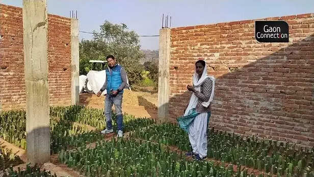 363343-mirzapur-dragon-fruit