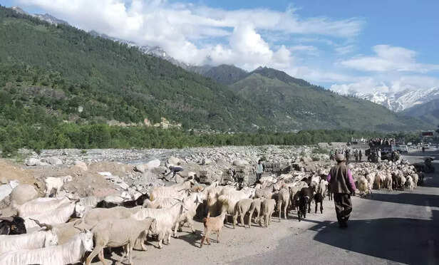 365137-bakerwal-sheeps-kashmir