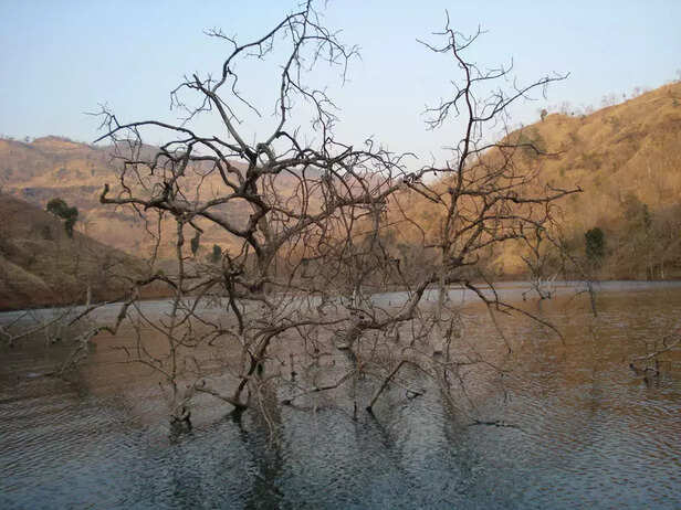 358803-trees-around-ssp-narmada-14
