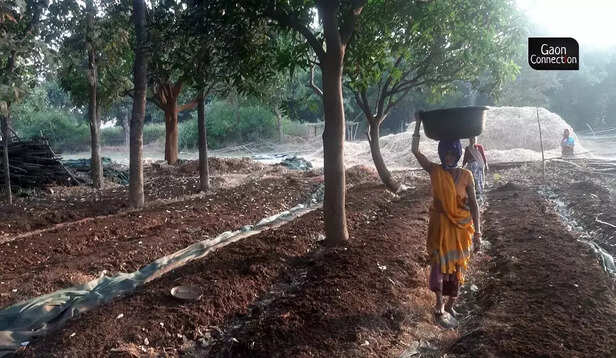 364966-vermicompost-manure