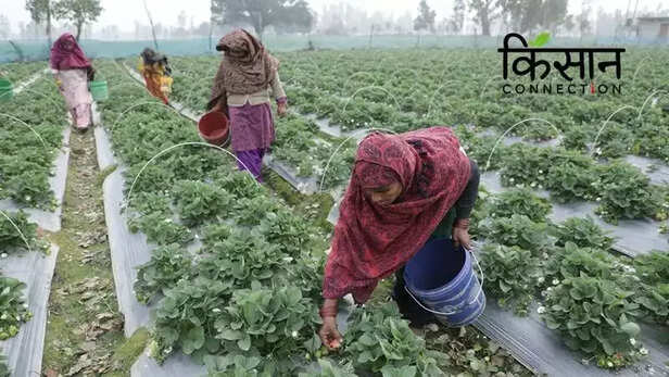 363110-strawberry-farming