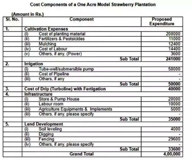 363103-strawberry-cultivation