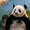 Panda Standing with a Wooden Branch