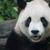 Giant Panda Relaxing in a Natural Forest Setting
