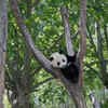 Giant Panda Resting on a Tree Branch in a Forest