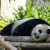 Giant Panda Sleeping Peacefully on Wooden Logs