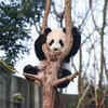 Clumsy Panda Cub Hugging a Tree