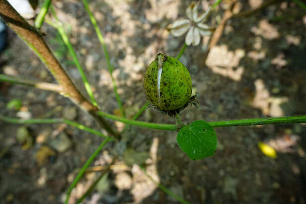 Damaged-cotton-flowers-2-scaled